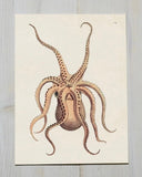 Poster bläckfisk, Octopus, i vintage stil DessinDesign