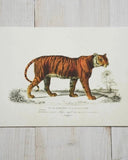 Poster - Tiger DessinDesign