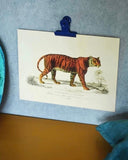 Poster - Tiger DessinDesign
