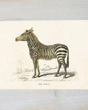Poster - Zebra DessinDesign
