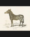 Poster - Zebra DessinDesign