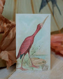 Paketkort - Fågel DessinDesign