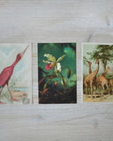 Paketkort - Fågel DessinDesign