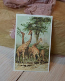 Paketkort - Giraff DessinDesign