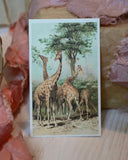 Paketkort - Giraff DessinDesign