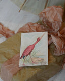 Paketkort - Fågel DessinDesign