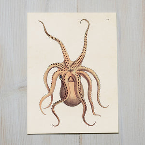 Vitage style poster, Octopus - Dessin Design