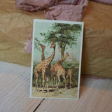Gift card, giraf - Sköna hem, Dessin Design