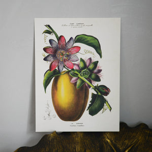 Vitage style poster, Passion fruit - Sköna Hem - Dessin Design