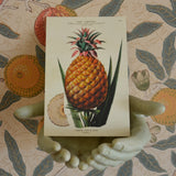 Plåtask med 20 vintagekort med exotiska frukter