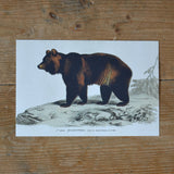 Bear vintage style card, Sköna Ting, Dessin Design