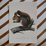 Squirrel vintage style card, Sköna Ting, Dessin Design