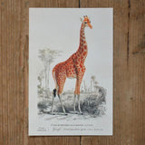 Giraf vintage style card, Sköna Ting, Dessin Design