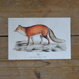 Fox vintage style card, Sköna Ting, Dessin Design