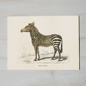 Vitage style poster, Zebra - Dessin Design